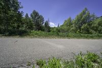 a empty road in front of trees and bushes with a tree branch on the curb