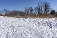 a field of snow with lots of trees in the background and trees in the foreground