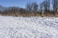 a field of snow with lots of trees in the background and trees in the foreground