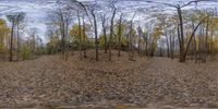 an image of a large hill of autumn leaves behind a car window mirror view taken with the lens as it passes through