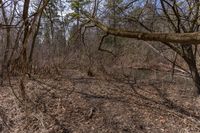 a wooded area with dead brush and dead trees on the ground and in the background, a fire hydrant in the middle of the woods