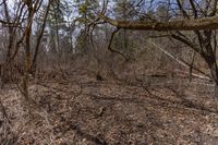 a wooded area with dead brush and dead trees on the ground and in the background, a fire hydrant in the middle of the woods