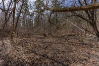 a wooded area with dead brush and dead trees on the ground and in the background, a fire hydrant in the middle of the woods