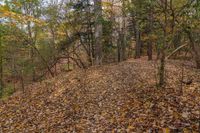 leaves are covering the ground of a grassy area in the woods below the stairs to the upper half