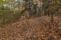 leaves are covering the ground of a grassy area in the woods below the stairs to the upper half