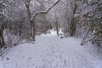 the trail leads up into the trees in the snow, with tracks in the road