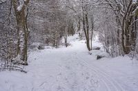 the trail leads up into the trees in the snow, with tracks in the road