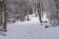 the trail leads up into the trees in the snow, with tracks in the road