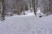 the trail leads up into the trees in the snow, with tracks in the road