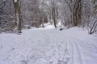 the trail leads up into the trees in the snow, with tracks in the road