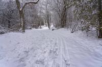 the trail leads up into the trees in the snow, with tracks in the road