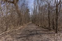 Canada's Ontario: A Dirt Road Through a Forest Landscape