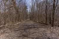 Canada's Ontario: A Dirt Road Through a Forest Landscape