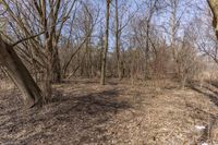 Canada's Ontario Forest: A Clear Sky Above