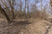 Canada's Ontario Forest: A Clear Sky Above