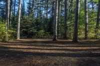 Canada Ontario Forest: A Tranquil Open Space