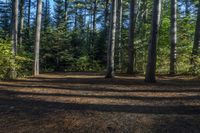 Canada Ontario Forest: A Tranquil Open Space