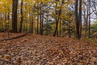 Canada's Ontario: A Beautiful Forest Landscape