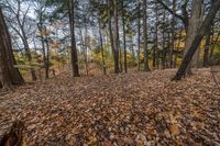 Canada's Ontario Forest: A Natural Haven