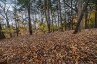 Canada's Ontario Forest: A Natural Haven