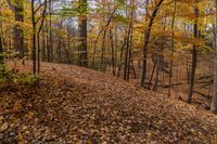 Canada Ontario Landscape: Dirt Road Through Nature