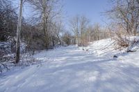 Canada Ontario Landscape: Forest Road