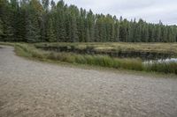 a truck is parked next to a stream in the forest with trees around it and grass surrounding it