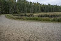 a truck is parked next to a stream in the forest with trees around it and grass surrounding it