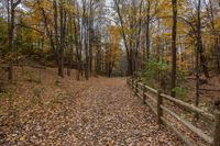 the walkway between the trees in a forested area during the fall season with yellow leaves