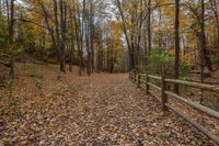 the walkway between the trees in a forested area during the fall season with yellow leaves