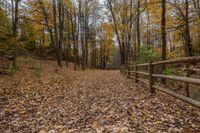 the walkway between the trees in a forested area during the fall season with yellow leaves