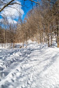 a man on a snow board going down a trail in the woods near a tree line