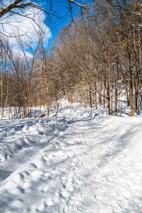 a man on a snow board going down a trail in the woods near a tree line