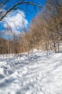 a man on a snow board going down a trail in the woods near a tree line