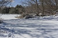 Canada's Snow-Covered Forest: A Magical Winter Scene