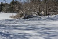 Canada's Snow-Covered Forest: A Magical Winter Scene