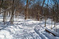 a snow covered path in the forest with many trees and logs and small piles of snow