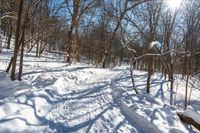 a snow covered path in the forest with many trees and logs and small piles of snow