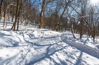 a snow covered path in the forest with many trees and logs and small piles of snow