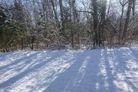 Canada's Vegetation: Off Road Track