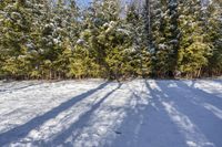 this photo is from the side view of trees and snow covered ground, looking like it's casting light on them