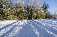 this photo is from the side view of trees and snow covered ground, looking like it's casting light on them