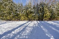 this photo is from the side view of trees and snow covered ground, looking like it's casting light on them