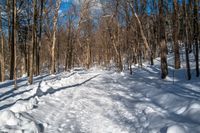 the dirt pathway through the woods and snow is full of footprints and small trees under a bright blue sky