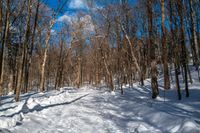 the dirt pathway through the woods and snow is full of footprints and small trees under a bright blue sky