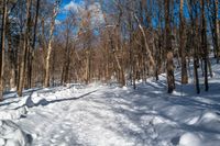 the dirt pathway through the woods and snow is full of footprints and small trees under a bright blue sky