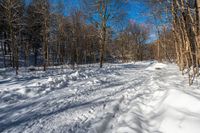 a trail through a snowy forest is lined with trees and snowbanks while the sun shines