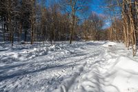 a trail through a snowy forest is lined with trees and snowbanks while the sun shines