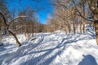 a snow covered path through the woods in the winter of 2009, with trees on the hillside