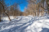 a snow covered path through the woods in the winter of 2009, with trees on the hillside